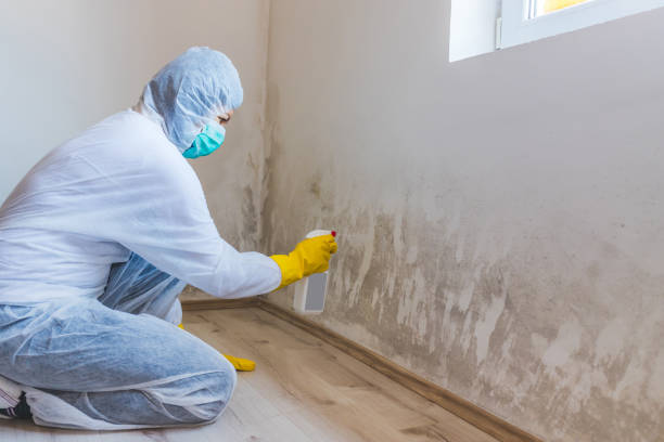 Licensed Black Mold Removal service in Danville, IL - WQB Mold Removal