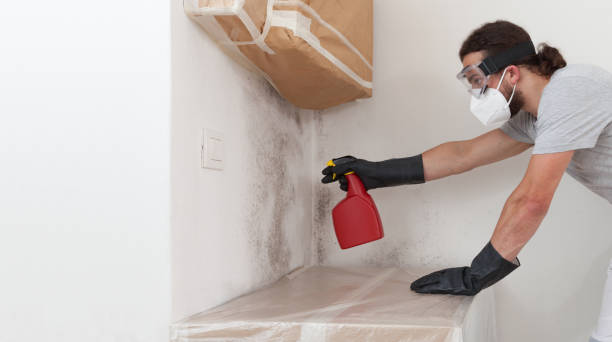 Professional Black Mold Removal technician working in Danville, IL