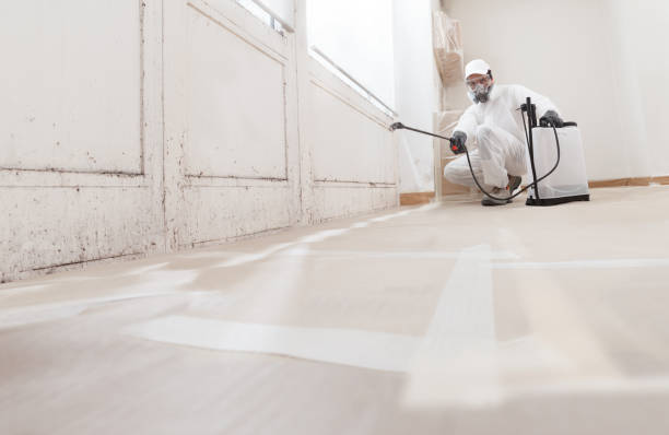 24/7 Emergency Black Mold Removal experts in Danville, IL