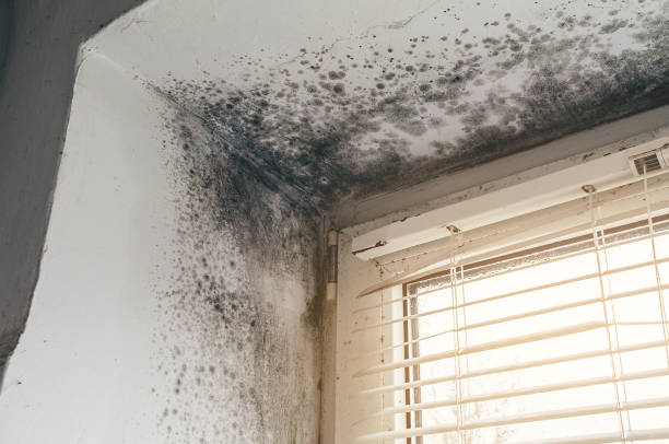 Affordable Black Mold Removal solutions in Danville, IL